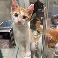 adopt a pet