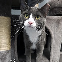 adopt a pet