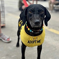adopt a pet