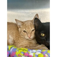 adopt-pet