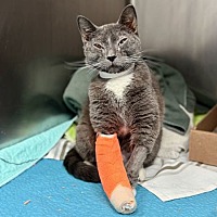 adopt a pet