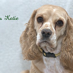 Thumbnail photo of Katie 5yr Adopted #4