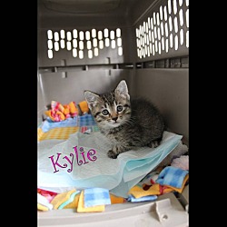 Thumbnail photo of Kylie ~ Lap Kitty/Playful #2