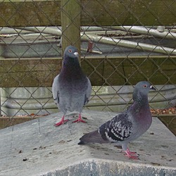 Thumbnail photo of Pigeons(9) #3