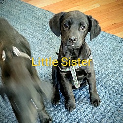 Thumbnail photo of Little Sister #2