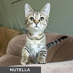 Thumbnail photo of Nutella #3