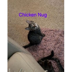 Thumbnail photo of Chicken Nug #2