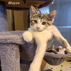 Thumbnail photo of Blayze #1