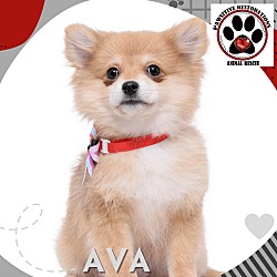 Thumbnail photo of AVA #2