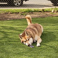 adopt-pet