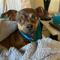 adopt-pet
