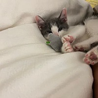 adopt a pet