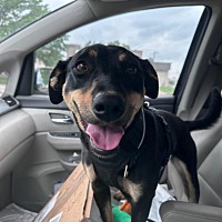 adopt a pet