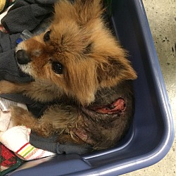 Thumbnail photo of Honey Needs Our Help! #2