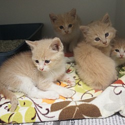 Thumbnail photo of Milk Kittens #1
