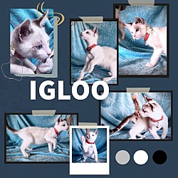 Thumbnail photo of Igloo #1