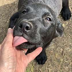 Thumbnail photo of Cliff~adopted! #4
