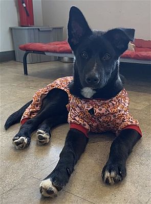 Clarkston, MI - Akita/Border Collie. Meet Dash a Pet for Adoption ...