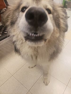 Fall River, MA - Great Pyrenees/Alaskan Malamute. Meet Brienne a Pet