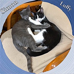 Thumbnail photo of Luffy and Simon- bonded snuggly brothers #3