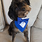 Adopt A Pet :: Johnny - Escondido, CA