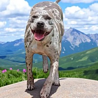 adopt a pet