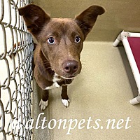 adopt a pet