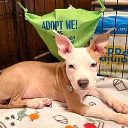 Photo of Phoebe - ADOPTED