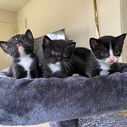 Thumbnail photo of house kittens #2