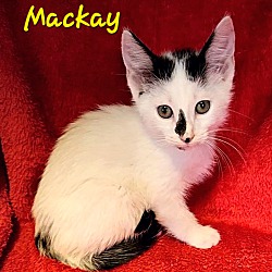 Thumbnail photo of Mackay #1