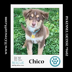Photo of Chico (Taco 2sDay Pups) 042024
