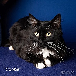 Photo of Cookie Monster - $30 Adoption Fee and FREE Gift