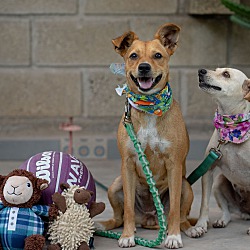 bonded pet photo