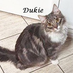 Thumbnail photo of DUKIE #3