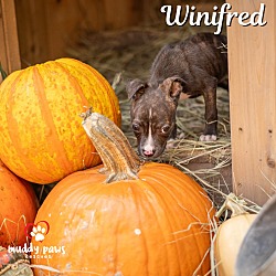 Thumbnail photo of Hocus Pocus Litter: Winifred #4