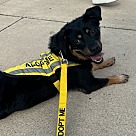 Adopt A Pet :: Piglet - Lancaster, OH