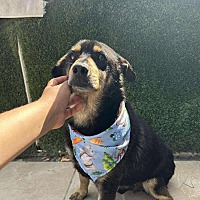 adopt a pet