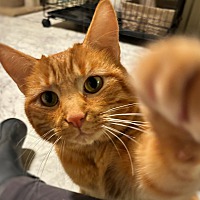 adopt a pet