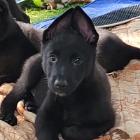 adopt-pet