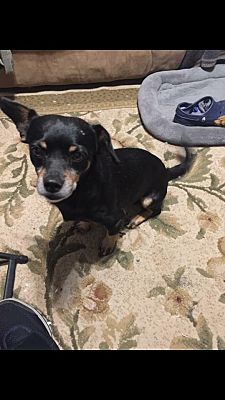 chihuahua peanut butter