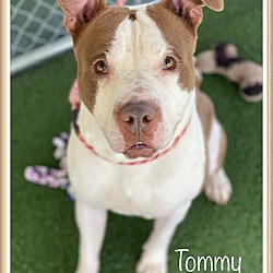 Thumbnail photo of TOMMY - see video #3