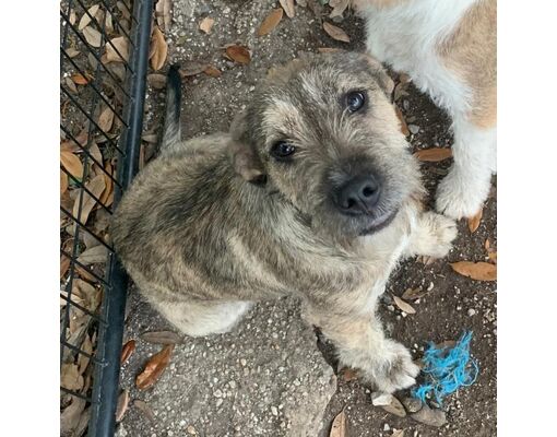 Patterson, NY - Terrier (Unknown Type, Medium). Meet CT Sam a Pet for ...