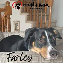Thumbnail photo of Farley (Courtesy Post) #4