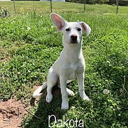 Photo of Dakota - Como litter of 9