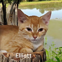 Thumbnail photo of Elliott #1