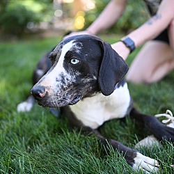 Thumbnail photo of Rooster - purebred Catahoula #4