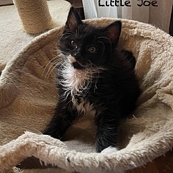 Thumbnail photo of Little Joe #2