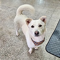 adopt-pet