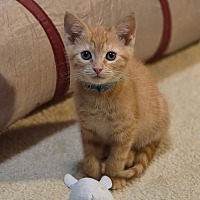 adopt a pet