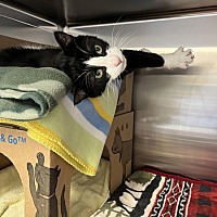 adopt a pet